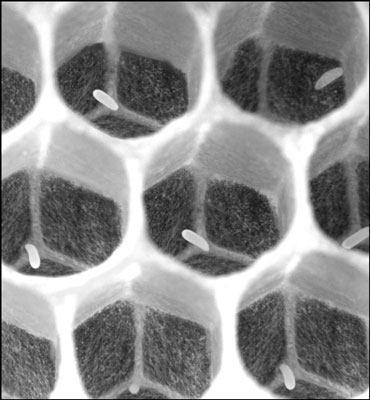 تتبع دورة حياة عسل النحل
