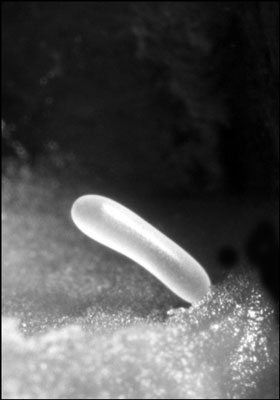 تتبع دورة حياة عسل النحل