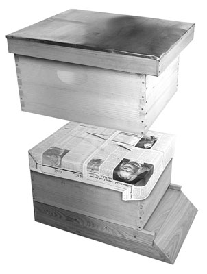 كيفية الجمع بين مستعمرتين من النحل في خلية واحدة