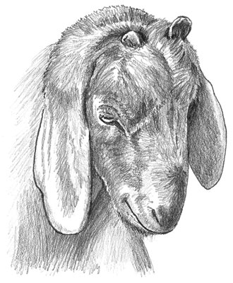 كيفية منع الندبات والتعامل معها بعد طرد الماعز