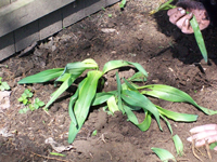 كيفية تقسيم النباتات المعمرة