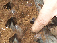 زراعة الحاوية: كيفية زراعة الخضار في الأواني