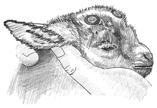 كيف تزعج طفل (طفل الماعز)