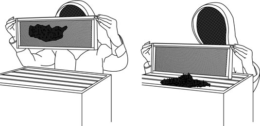 كيفية إزالة النحل من عسل النحل في خلية النحل الخاصة بك