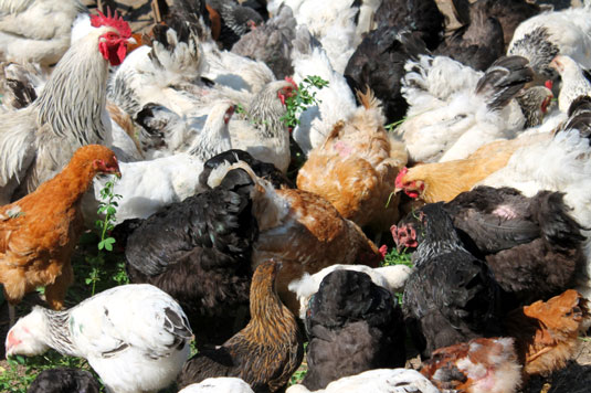 تم حل 10 مشاكل دجاج شائعة