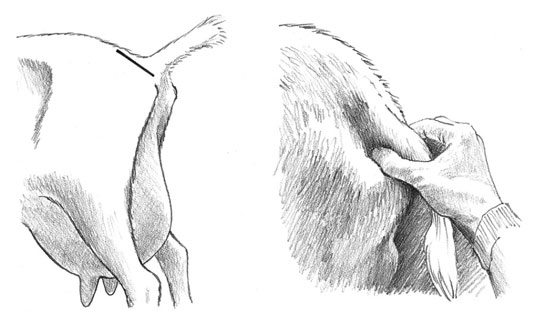 كيف تتحقق من طفل الماعز الخاص بك