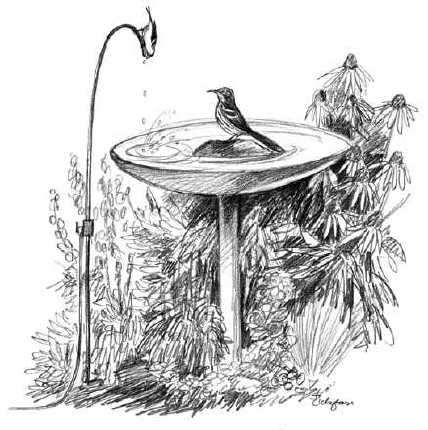 فهم القواعد الأساسية لساحة صديقة للطيور