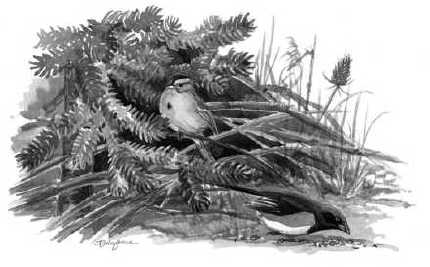 فهم القواعد الأساسية لساحة صديقة للطيور