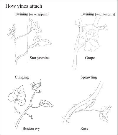 ضع في اعتبارك فاينز من أجل المناظر الطبيعية الخاصة بك
