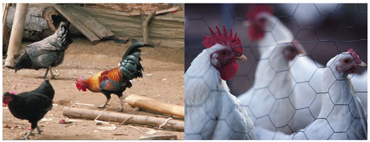 الحيوانات البرية واللحوم العضوية