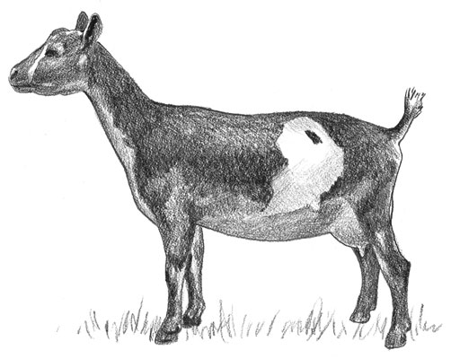 سلالات الماعز الألبان المصغرة