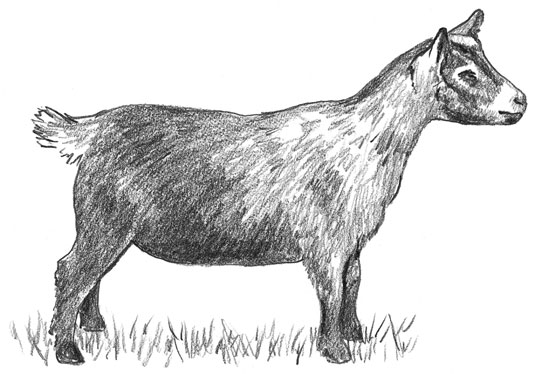 سلالات الماعز الألبان المصغرة