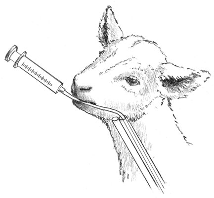 كيفية إطعام طفل ضعيف في الأنبوب