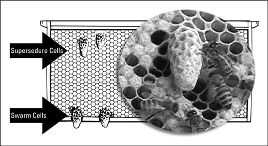 ماذا تفعل في الأسبوعين الثاني والثالث لخلية النحل