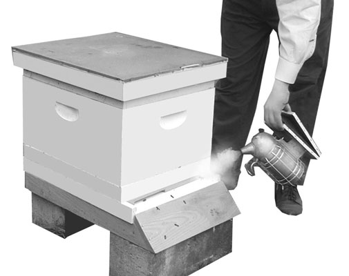 كيف تفتح خلية النحل الخاصة بك