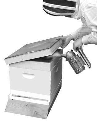 كيف تفتح خلية النحل الخاصة بك