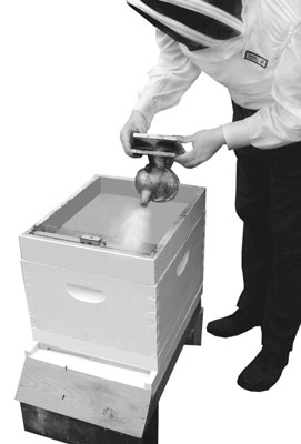 كيف تفتح خلية النحل الخاصة بك