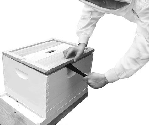 كيف تفتح خلية النحل الخاصة بك