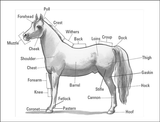 مصطلحات الحصان: وصف الخيول بشكل صحيح