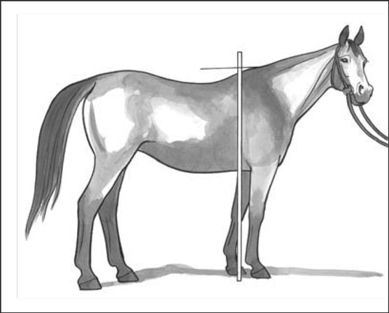 مصطلحات الحصان: وصف الخيول بشكل صحيح