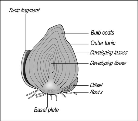 البستنة: ما هي المصابيح والكورم والدرنات والجذور؟