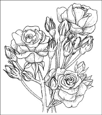 اختيار زهور Polyantha و Floribunda