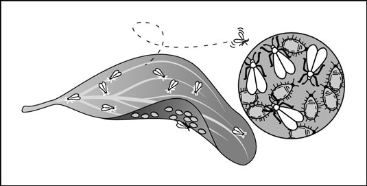 ما الخطأ في معمر بلدي؟  تحديد مشاكل النبات