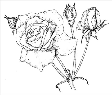 اختيار ورعاية Grandiflora الورود