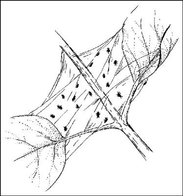 طرد الحشرات التي تتغذى على نباتات الحاويات