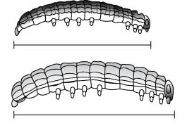 7 آفات العشب وماذا تفعل حيالها