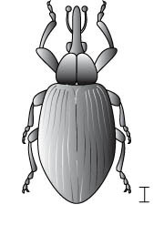 7 آفات العشب وماذا تفعل حيالها