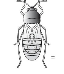 7 آفات العشب وماذا تفعل حيالها