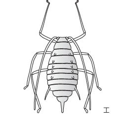 7 آفات العشب وماذا تفعل حيالها