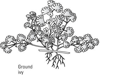 كيفية التعرف على الحشائش العامة