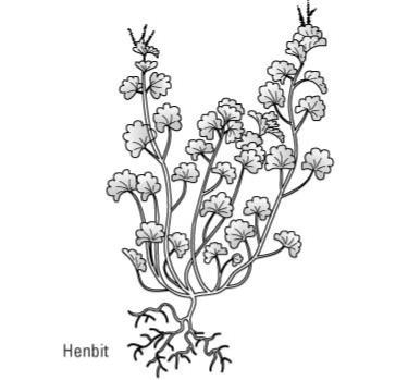 كيفية التعرف على الحشائش العامة