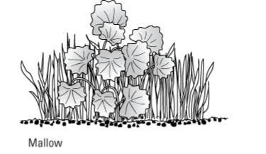 كيفية التعرف على الحشائش العامة