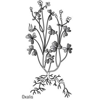 كيفية التعرف على الحشائش العامة