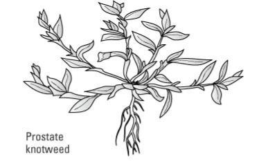 كيفية التعرف على الحشائش العامة