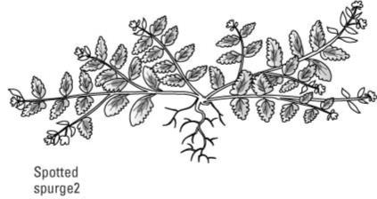 كيفية التعرف على الحشائش العامة