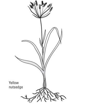 كيفية التعرف على الحشائش العامة
