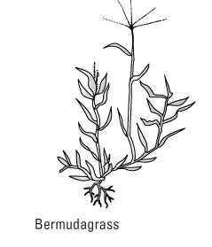 كيفية التعرف على الحشائش العامة