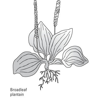 كيفية التعرف على الحشائش العامة