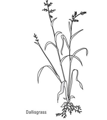 كيفية التعرف على الحشائش العامة