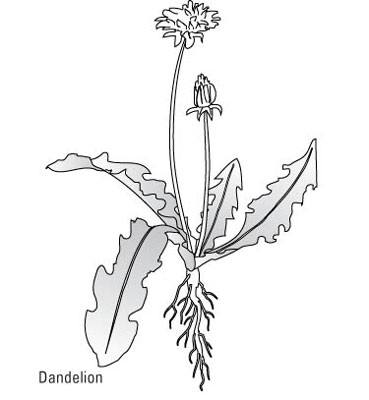 كيفية التعرف على الحشائش العامة
