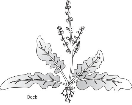كيفية التعرف على الحشائش العامة