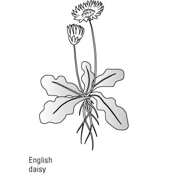 كيفية التعرف على الحشائش العامة