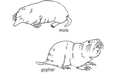 التعامل مع الجوفر والشامات في حديقتك
