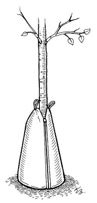 البستنة الحضرية: كيف تبدأ الأشجار والشجيرات بشكل صحيح