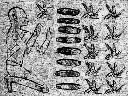 تاريخ العسل