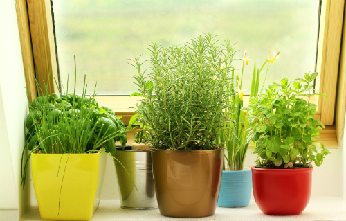 كيف تنمو الأعشاب في الداخل